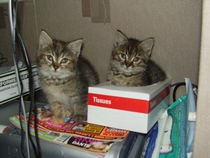 Maine Coon Kittens Have the Runs